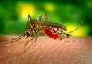 Reduce the risk of Mosquito-borne diseases